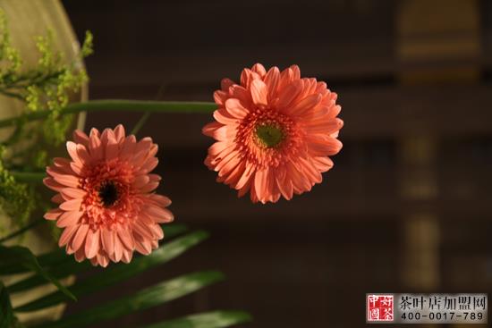 茶饰摆件--茶馆茶社的花卉摆放体例--茶艺花卉动物完善的连系3