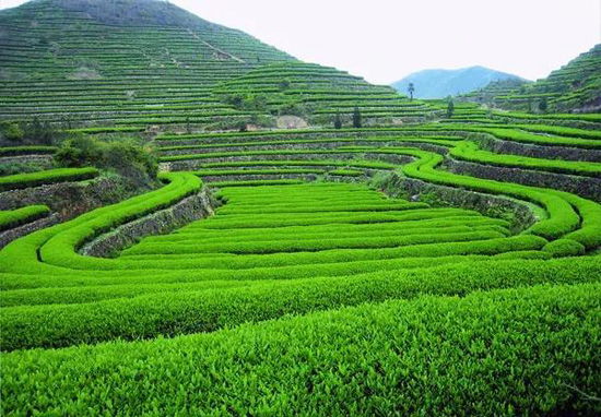 福鼎高端白茶品牌_白茶茶叶连锁品牌_白茶茶叶加盟