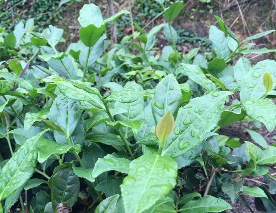 六大茶类的新茶的区分体例上市时辰